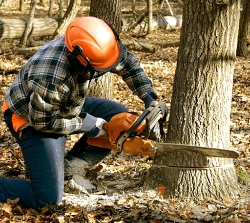 Tree Removal in Malvern, PA